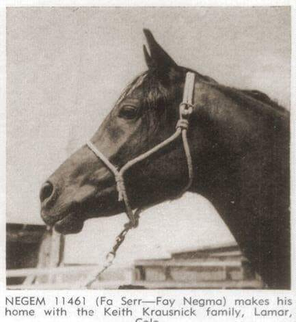 Negem (Fa-Serr x Fay Negma) 1956 Saqlawi Gidran Ibn Sudan