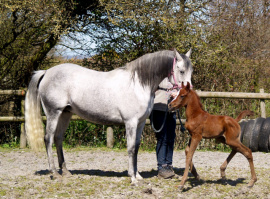 <b>Description: </b>Nadara Bint Sabiya (Masada Ben Asar x Zahara Sabiya) 2004 Dahmah Shahwaniyah. Here with her colt Vlacq Emir Awwal<br/><b>Copyright: </b>Vlacq Stud archivie