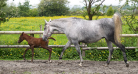 <b>Description: </b>Nadara Bint Sabiya (Masada Ben Asar x Zahara Sabiya) 2004 Dahmah Shahwaniyah. Here with her filly Vlacq Amurrah<br/><b>Copyright: </b>Vlacq Stud archivie