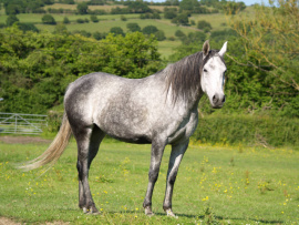 <b>Description: </b>Nadara Bint Sabiya (Masada Ben Asar x Zahara Sabiya) 2004 Dahmah Shahwaniyah. Here in UK, Vlacq Stud<br/><b>Copyright: </b>Vlacq Stud archivie