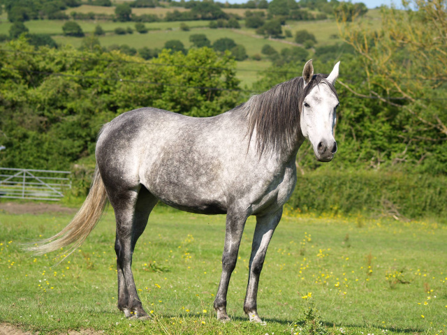 Nadara Bint Sabiya (Masada Ben Asar x Zahara Sabiya) 2004 Dahmah Shahwaniyah. Here in UK, Vlacq Stud