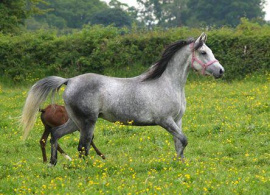 <b>Description: </b>Nadara Bint Sabiya (Masada Ben Asar x Zahara Sabiya) 2004 Dahmah Shahwaniyah. Here with her filly Vlacq Amurrah<br/><b>Copyright: </b>Vlacq Stud archivie