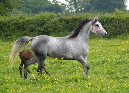 Nadara Bint Sabiya (Masada Ben Asar x Zahara Sabiya) 2004 Dahmah Shahwaniyah. Here with her filly Vlacq Amurrah