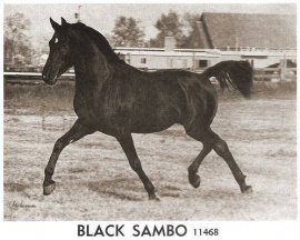 <b>Description: </b>Black Sambo (Mahroun x Biroufa) 1956 Saqlawi Gidran Ibn Sudan<br/>