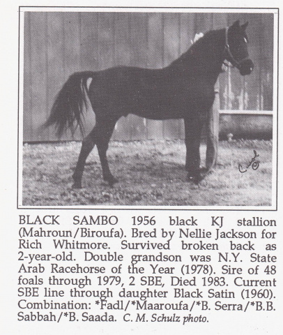 Black Sambo (Mahroun x Biroufa) 1956 Saqlawi Gidran Ibn Sudan