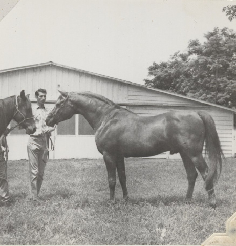 Daaldan (Faddan x Fay Dalla)  1945 Dahman Shahwan