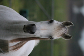 <b>Description: </b>AMBASHIR MONIET AT TOUENS PARK ARABIANS IN AUSTRALIA <br/><b>Copyright: </b>NLSHEGOG 