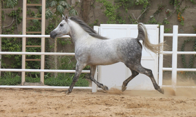 EAO Nahedd (Soyouf X Nawahel)