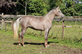 <b>Description: </b>KP Aleem as a 2-year old colt<br/>