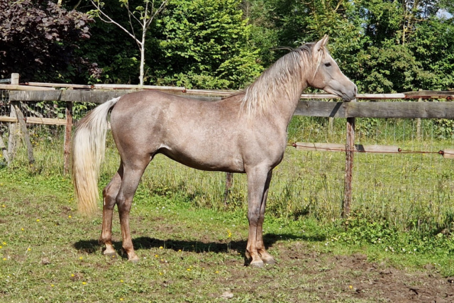 KP Aleem as a 2-year old colt