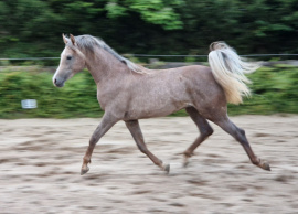 <b>Description: </b>KP Aleem as a 2-year old colt<br/>