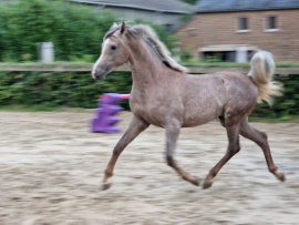 <b>Description: </b>KP Aleem as a 2-year old colt<br/>