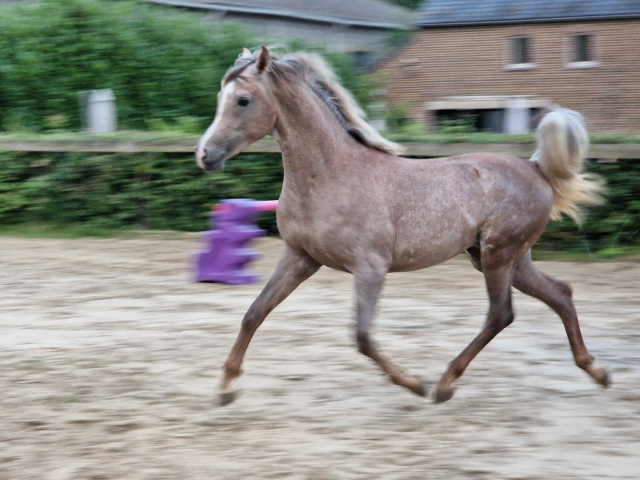 KP Aleem as a 2-year old colt