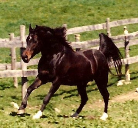 <b>Description: </b>Sierra Sandarac at Maloof Ranch (approximately 1990)<br/><b>Copyright: </b>Bruce Maloof proof from Bev Davison Collection