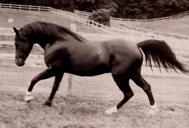 <b>Description: </b>Sierra Sandarac at Maloof Ranch (approximately 1990)<br/><b>Copyright: </b>Bruce Maloof proof from Bev Davison Collection