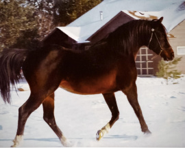 <b>Description: </b>Sierra Sandarac at SpiritWind Ranch - age 18<br/><b>Copyright: </b>BjDavison photo