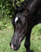 <b>Description: </b>Hu Saud El Hakheem at Hughes Arabians, USA<br/><b>Copyright: </b>Photo by Audrey