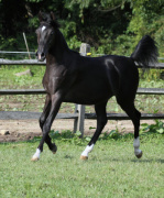 <b>Description: </b>Hu Saud El Hakheem at Hughes Arabians, USA<br/><b>Copyright: </b>Photo by Audrey