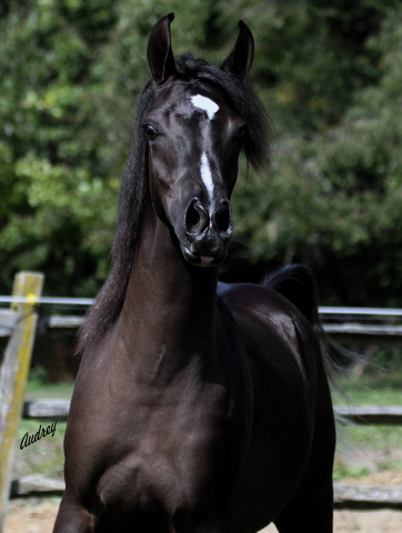 Hu Sheehadia at Hughes Arabians, USA