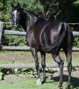 <b>Description: </b>Hu Farah Lace at Hughes Arabians, USA.<br/><b>Copyright: </b>Photo by Audrey