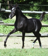 <b>Description: </b>Hu Saud El Halim at Hughes Arabians, USA<br/><b>Copyright: </b>Photo by Audrey