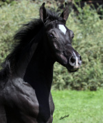 <b>Description: </b>Hu Saud El Halim at Hughes Arabians, USA<br/><b>Copyright: </b>Photo by Audrey