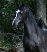 <b>Description: </b>Hu Farah Lace at Hughes Arabians, USA.<br/><b>Copyright: </b>Photo by Audrey