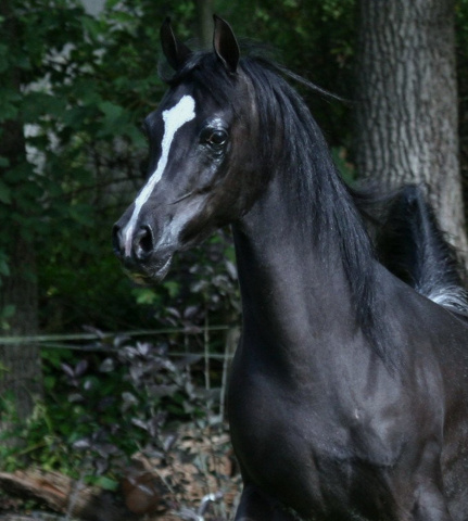 Hu Farah Lace at Hughes Arabians, USA.
