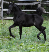 <b>Description: </b>Hu Shaikh El Rhashahn at Hughes Arabians, USA<br/><b>Copyright: </b>Photo by Audrey
