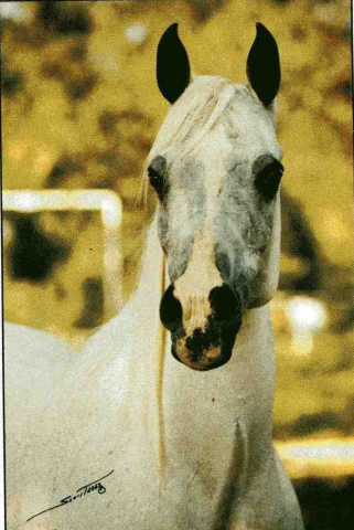 Bint Magidaa (Khofo x Magidaa) 1970 Abeyyah Om Jurays. One of the greatest mares in histrory of Arabian horses