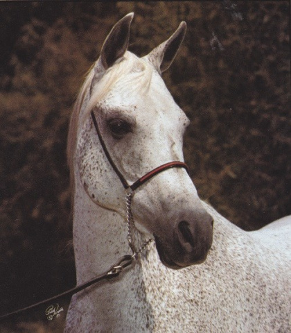 Ansata Sabiha (Ansata Ibn Halima x Sabrah) 1968 Dahmah Shahwaniyah "The all time winners producer" Judith Forbis