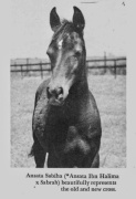 <b>Description: </b>Ansata Sabiha (Ansata Ibn Halima x Sabrah) 1968 Dahmah Shahwaniyah "The all time winners producer" Judith Forbis<br/><b>Copyright: </b>Forbis Photo