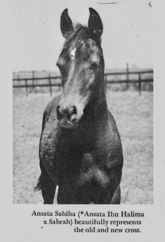 Ansata Sabiha (Ansata Ibn Halima x Sabrah) 1968 Dahmah Shahwaniyah "The all time winners producer" Judith Forbis