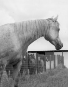 <b>Description: </b>Ansata Sabiha (Ansata Ibn Halima x Sabrah) 1968 Dahmah Shahwaniyah "The all time winners producer" Judith Forbis<br/><b>Copyright: </b>Forbis Photo