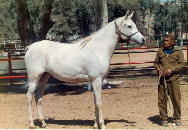 Barada (Barrada) (Ikhnatoon x Atbara)