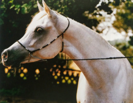 <b>Description: </b>Mahameh (Ibrahim x Mona III) 1979 Dahmah Shahwaniyah  Elite Mare <br/>