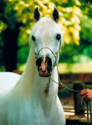 <b>Description: </b>Mahameh (Ibrahim x Mona III) 1979 Dahmah Shahwaniyah  Elite Mare <br/><b>Copyright: </b>Nicole Sachs photo