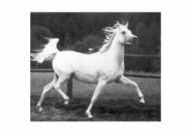 <b>Description: </b>Photo of the mare Menha<br/>