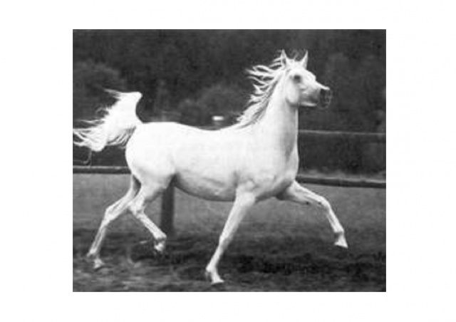 Photo of the mare Menha