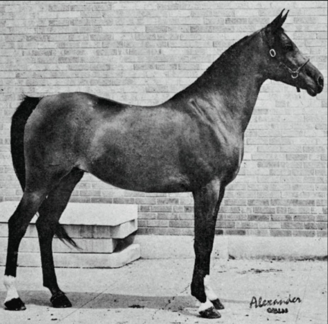 Bint Maisa El Saghira (Nazeer x Maisa) 1958 Dahmah Shahwaniyah