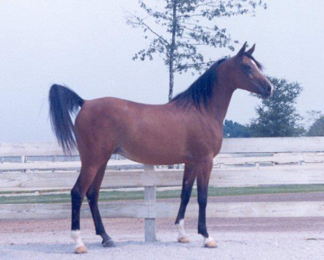 Bint Maisa El Saghira (Nazeer x Maisa) 1958 Dahmah Shahwaniyah