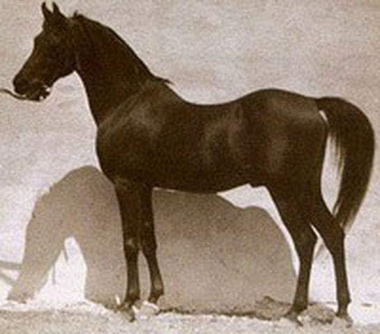 Kazmeen (Sotamm x Kasima ) 1916 Kuhaylan Jellabi