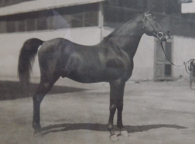 Kazmeen (Sotamm x Kasima ) 1916 Kuhaylan Jellabi