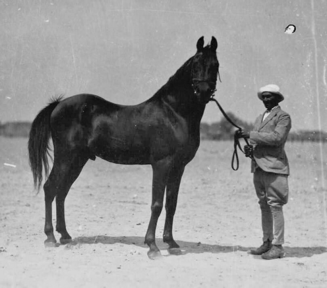 Kazmeen (Sotamm x Kasima ) 1916 Kuhaylan Jellabi