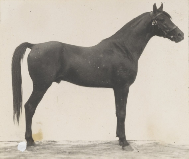 Kazmeen (Sotamm x Kasima ) 1916 Kuhaylan Jellabi