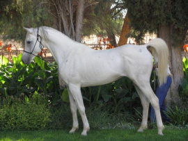 <b>Description: </b>Gülilah Sawwan at Farm Kameelboom, Namibia<br/>