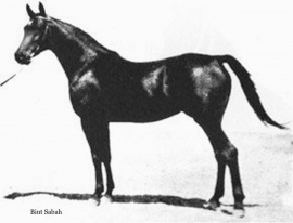 <b>Description: </b>Bint Sabah (Kazmeen x Sabah) 1925 Dahmah Shahwaniyah<br/>