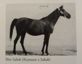 <b>Description: </b>Bint Sabah (Kazmeen x Sabah) 1925 Dahmah Shahwaniyah<br/>