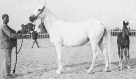 <b>Description: </b>Kateefa (Shahloul x Bint Rissala) 1938 Kuhaylah Ajuz Rodan<br/><b>Copyright: </b>Judith Forbis photo