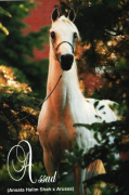 <b>Description: </b>Assad (Ansata Halim Shah x Arussa) 1995 Abeyyan Om Jurays<br/><b>Copyright: </b>Gigi Grasso photo